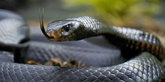 Conheça uma das serpentes mais mortais do mundo