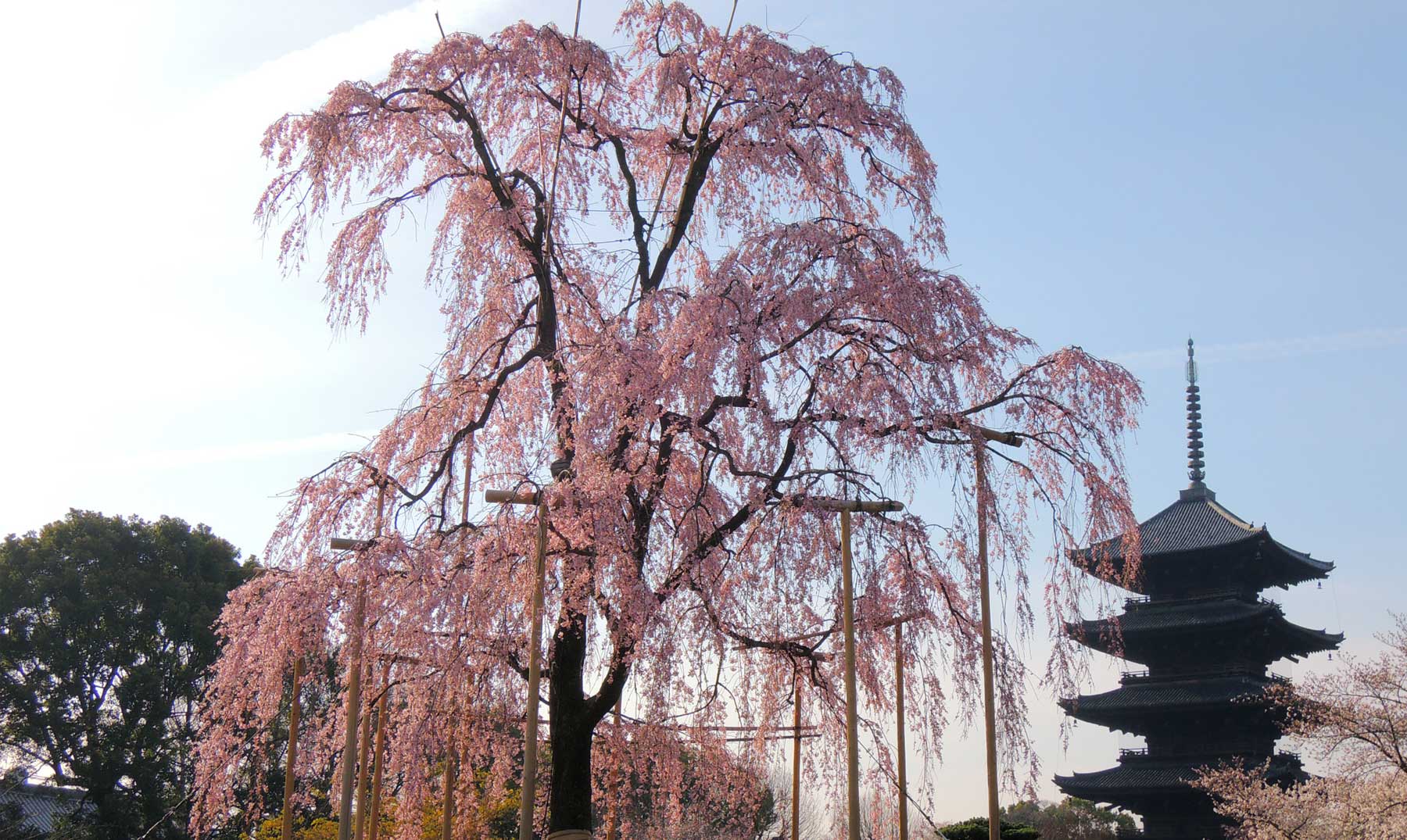A Árvore Sakura ou Flor de Cerejeira Japonesa: Descubra seu Significado e Lenda
