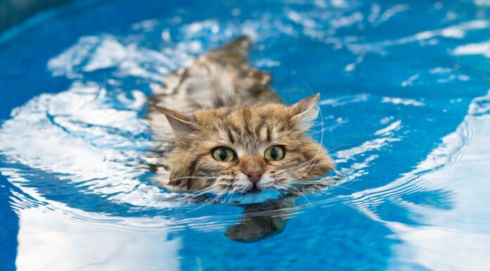 10 Raças de Gatos que gostam de água!