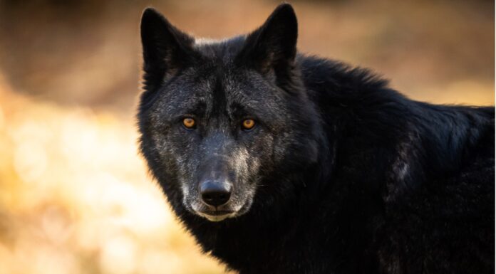 Lobos Negros, Um grande mistério para a natureza